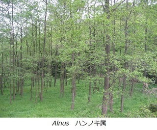 Alnus ハンノキ属.jpg