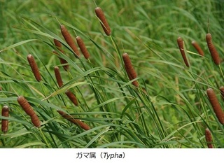 ガマ属.jpg