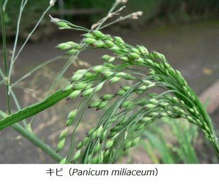キビ(Panicum miliaceum).jpg