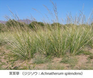ジジソウ.jpg
