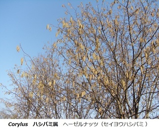 ハシバミ.jpg