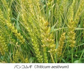 パンコムギ(Triticum aestivum).jpg