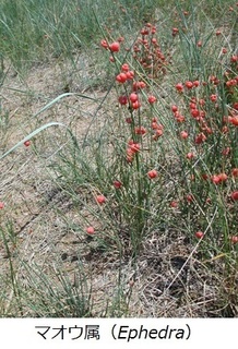 マオウ(Ephedra).jpg