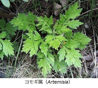 ヨモギ属(Artemisia).jpg