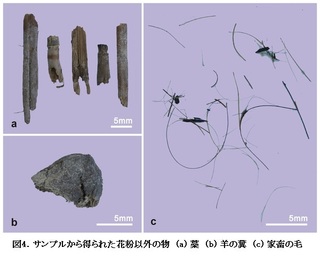 図4.サンプルから得られた花粉以外の物 (a) 藁 (b) 羊の糞 (c) 家畜の毛.jpg