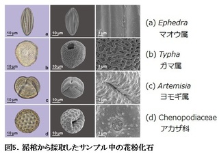 図5 花粉写真1.jpg